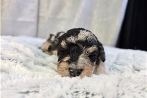 Oregano - puppy for sale