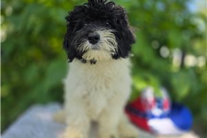 Stormie - Bernedoodle, Mini for sale