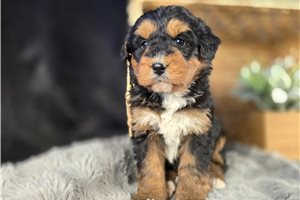 Nedra - puppy for sale