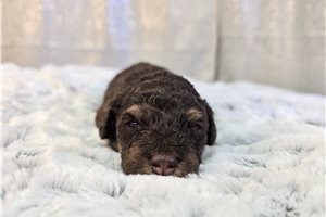 Olivia - puppy for sale