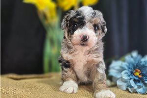 Penelope - puppy for sale