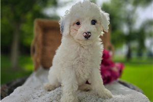 Zara - Bernedoodle, Mini for sale
