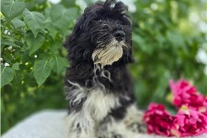 Selene - Bernedoodle, Mini for sale