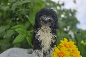 Stella - puppy for sale