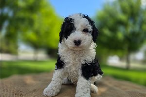 Zane - puppy for sale