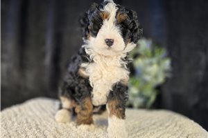 Maggie - puppy for sale