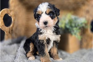 Nema - puppy for sale