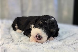 Ophelia - puppy for sale