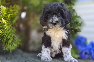 Stella - puppy for sale