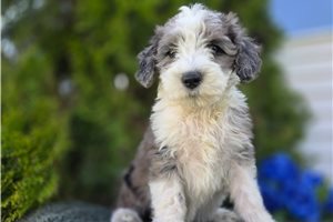 Sloane - Mini Bernedoodle for sale