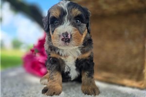 Tadeo - puppy for sale