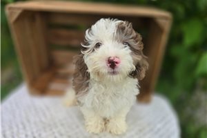 Sherlock - puppy for sale
