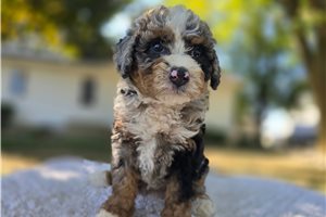 Kimberly - puppy for sale