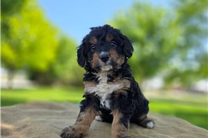 Zinnia - Bernedoodle, Mini for sale