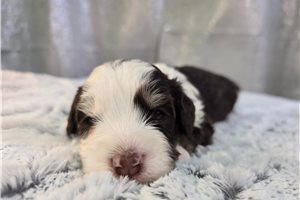 Oreo - Bernedoodle, Mini for sale