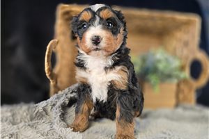 Navi - puppy for sale