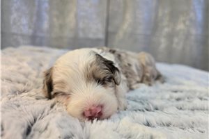 Owen - puppy for sale
