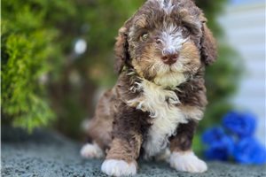 Samuel - Bernedoodle, Mini for sale