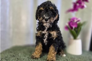 Peter - Bernedoodle, Mini for sale