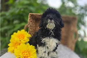 Selene - Mini Bernedoodle for sale