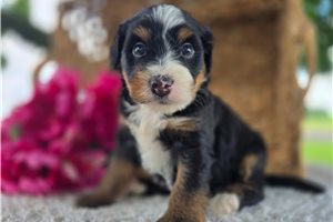Taka - puppy for sale