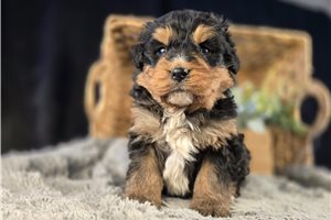 Nimbus - Bernedoodle, Mini for sale
