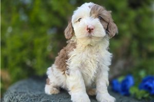 Sherlock - puppy for sale