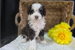 Oreo - Bernedoodle, Mini for sale