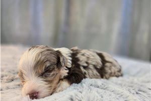 Osiris - puppy for sale