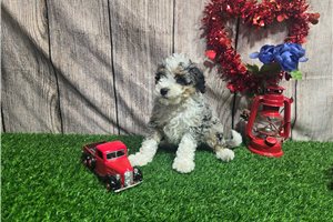 Sadie - puppy for sale