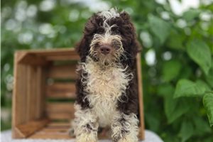 Slater - Bernedoodle, Mini for sale