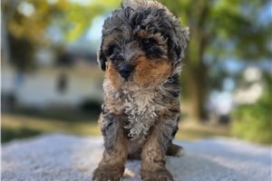 Kingston - puppy for sale