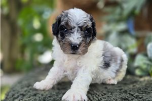 Garrison - puppy for sale