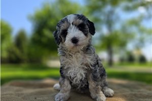 Zuri - Bernedoodle, Mini for sale