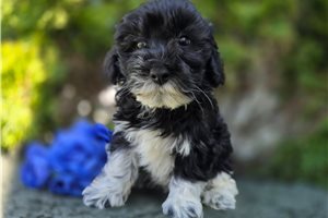 Selene - puppy for sale