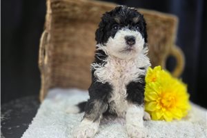 Ophelia - Bernedoodle, Mini for sale