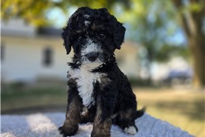 Kevin - puppy for sale