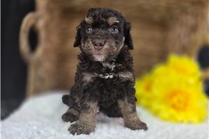 Olivia - Mini Bernedoodle for sale