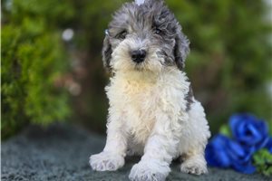 Shane - puppy for sale