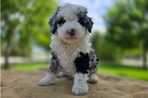 Zelda - puppy for sale