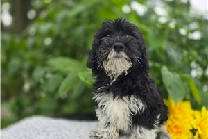 Selene - Bernedoodle, Mini for sale