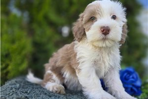 Stephanie - Mini Bernedoodle for sale