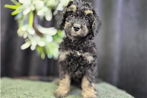 Odessa - Bernedoodle, Mini for sale