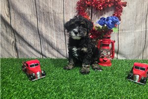 Saber - puppy for sale