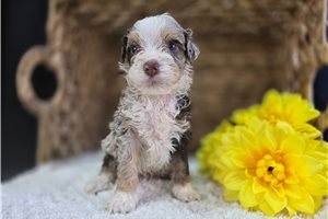 Osiris - Bernedoodle, Mini for sale