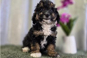 Pascal - Bernedoodle, Mini for sale