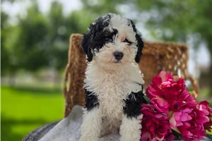 Zane - Bernedoodle, Mini for sale