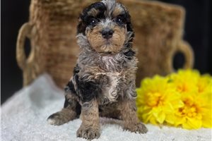 Oceana - Bernedoodle, Mini for sale