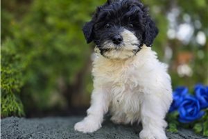 Stormie - puppy for sale