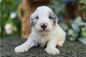 Gideon - puppy for sale